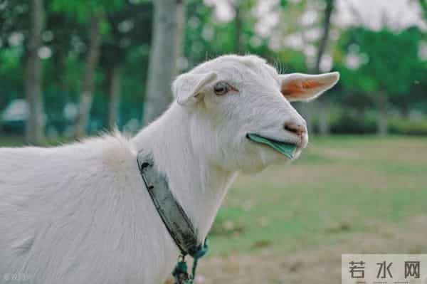 1979年的羊羊人：2025年什么时候更上一层楼