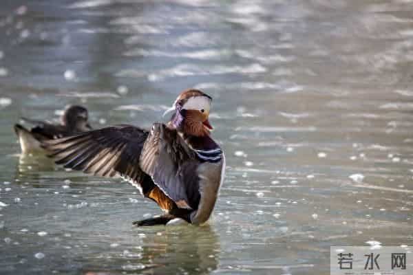 打猎人生-心里有鬼147